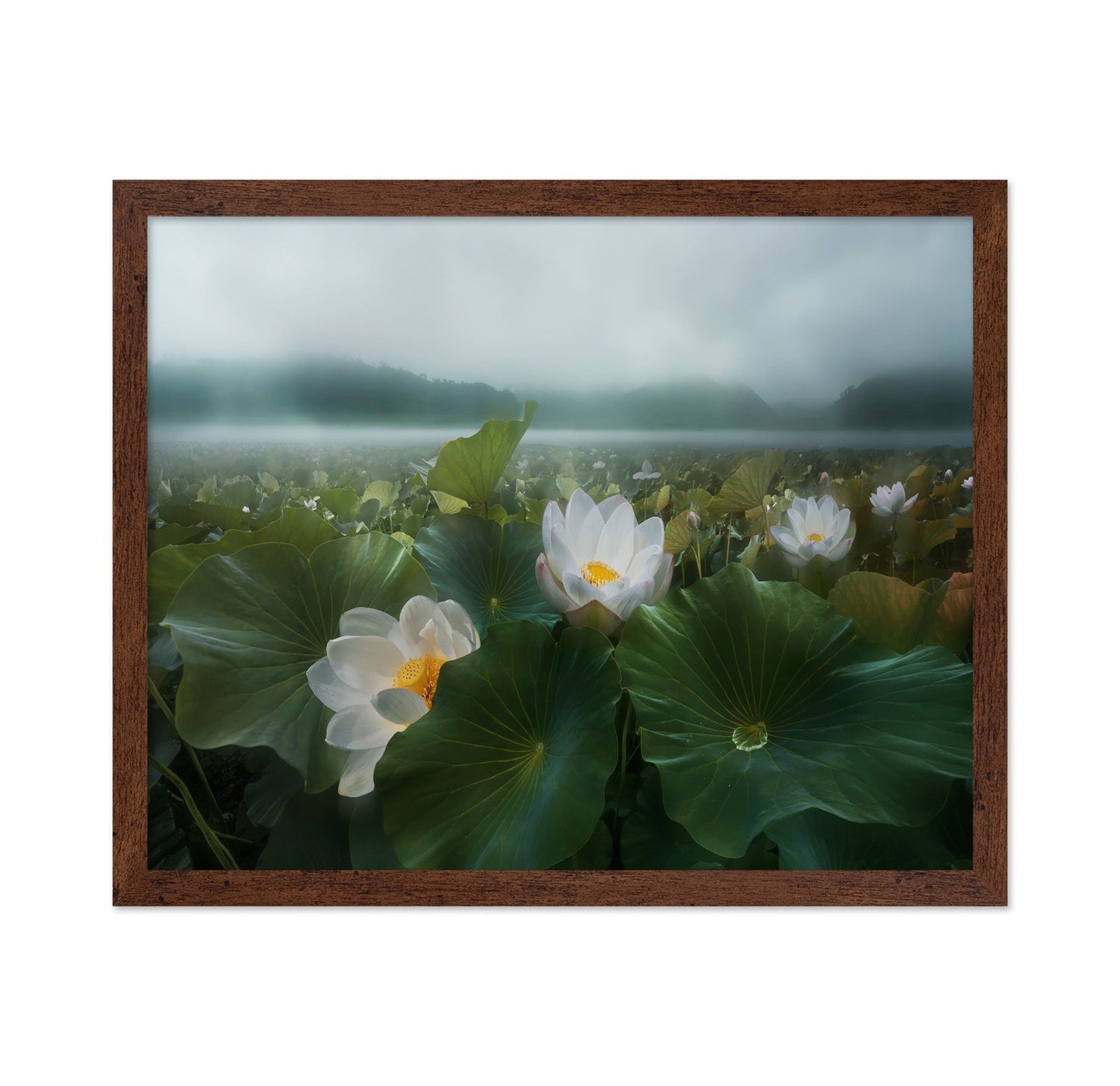 Morning Lotus Bloom