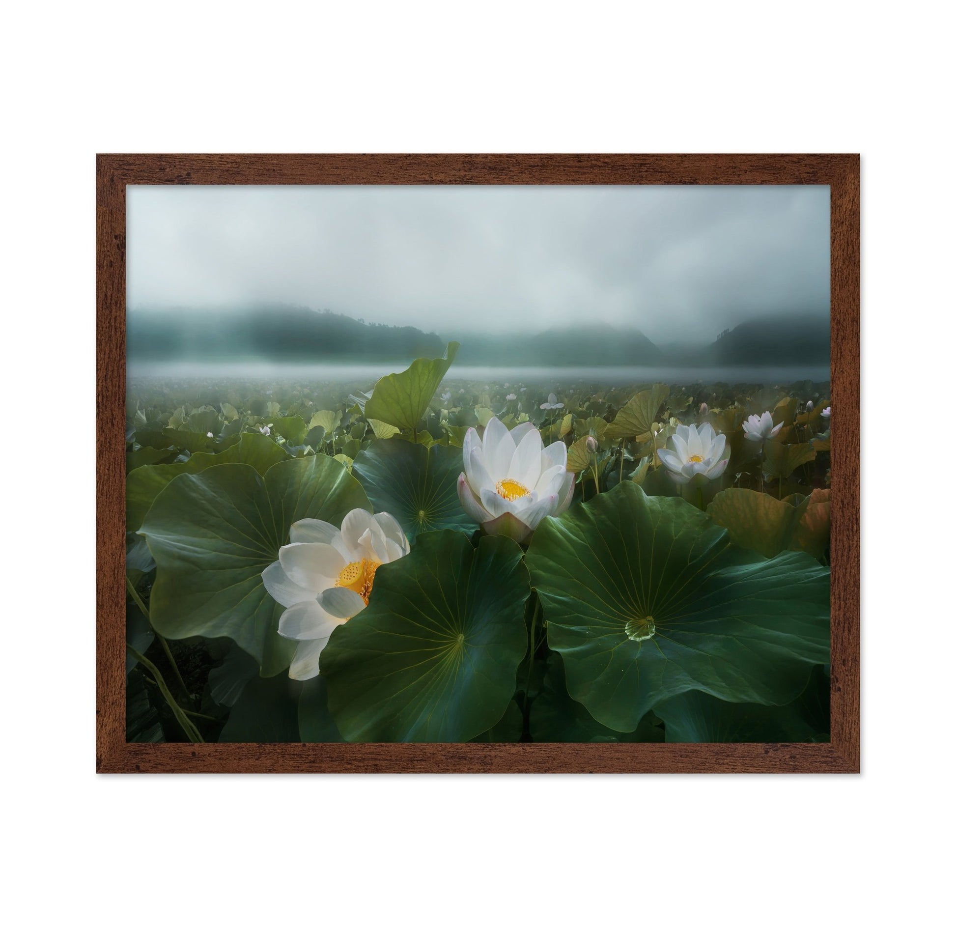 Morning Lotus Bloom