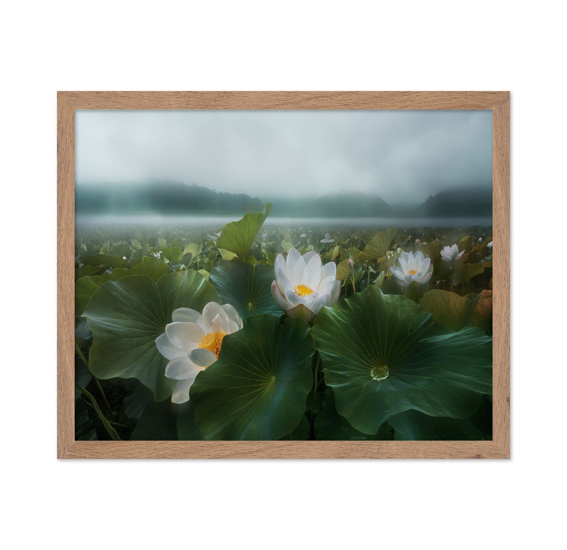 Morning Lotus Bloom