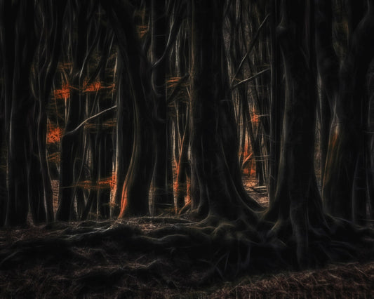 Shadowed Forest Glow