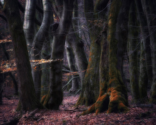 Enchanted Dark Forest