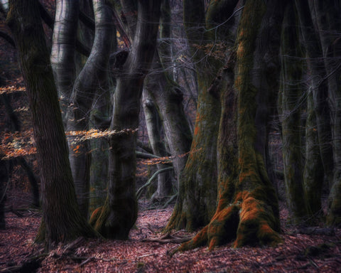 Enchanted Dark Forest
