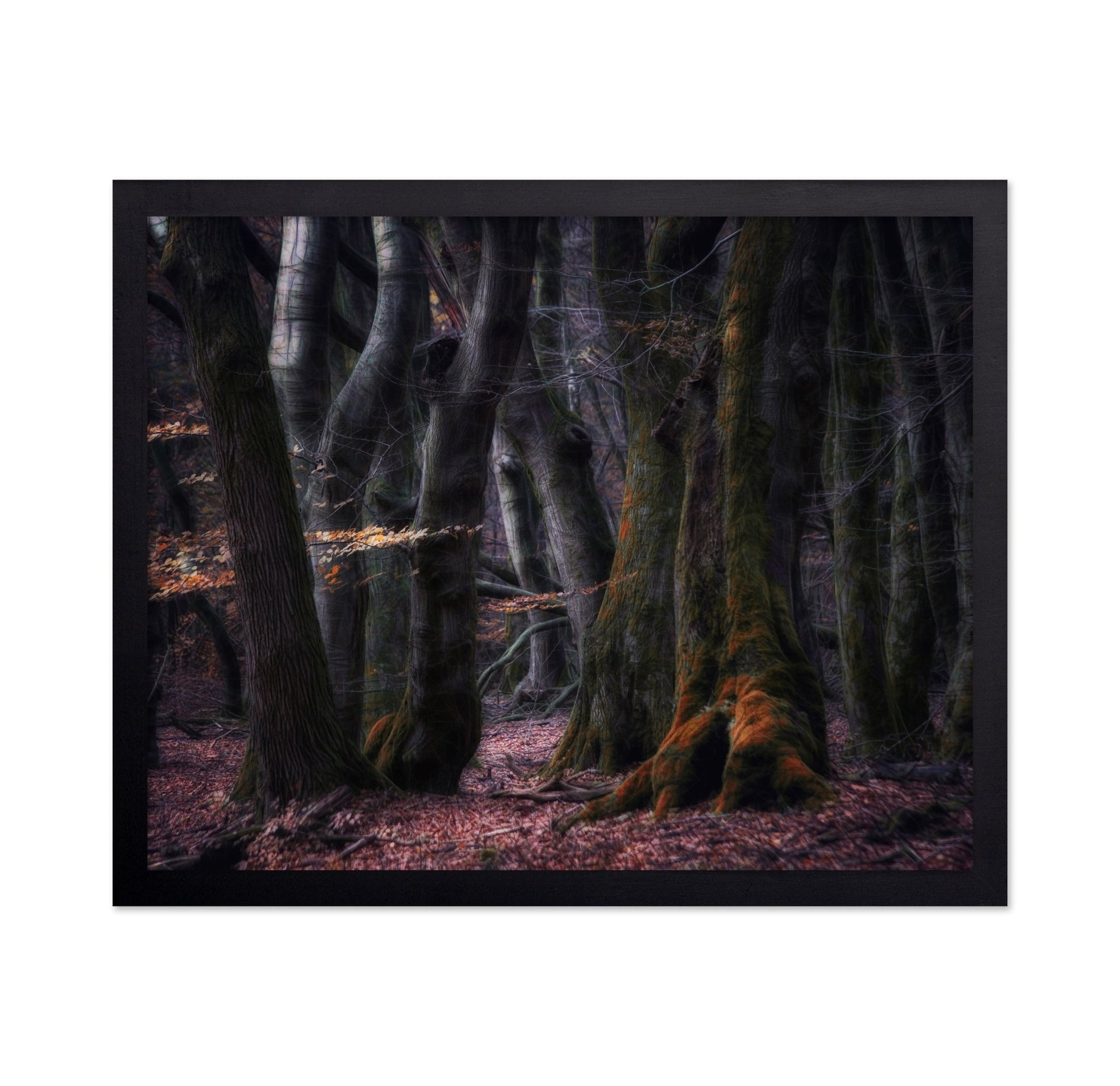 Enchanted Dark Forest