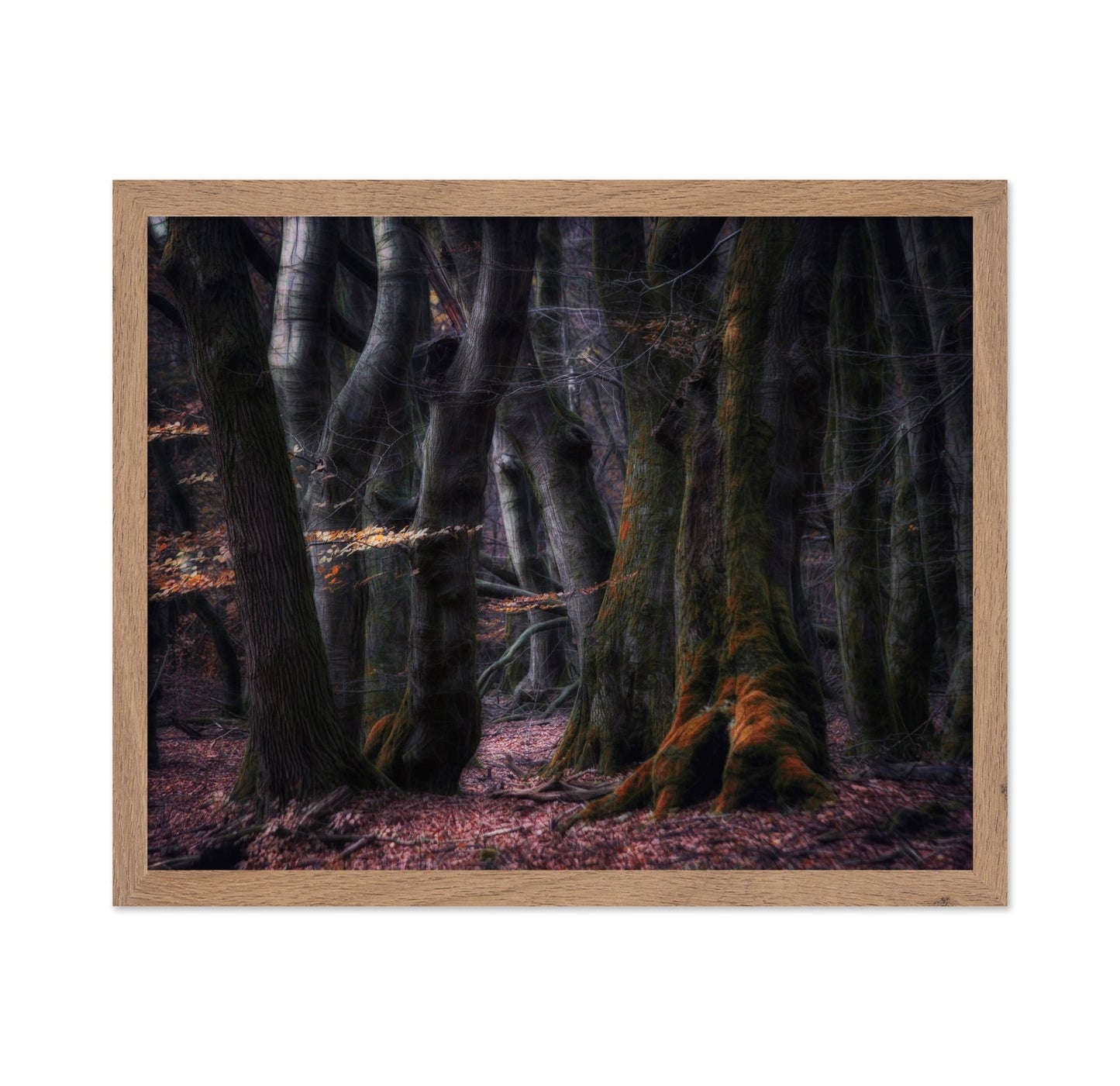 Enchanted Dark Forest