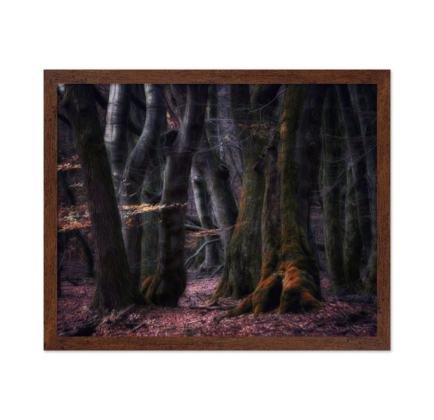 Enchanted Dark Forest