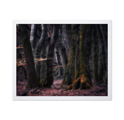 Enchanted Dark Forest