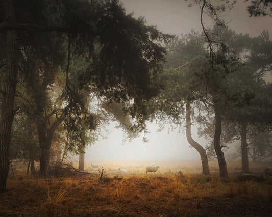 Misty Forest Sheep