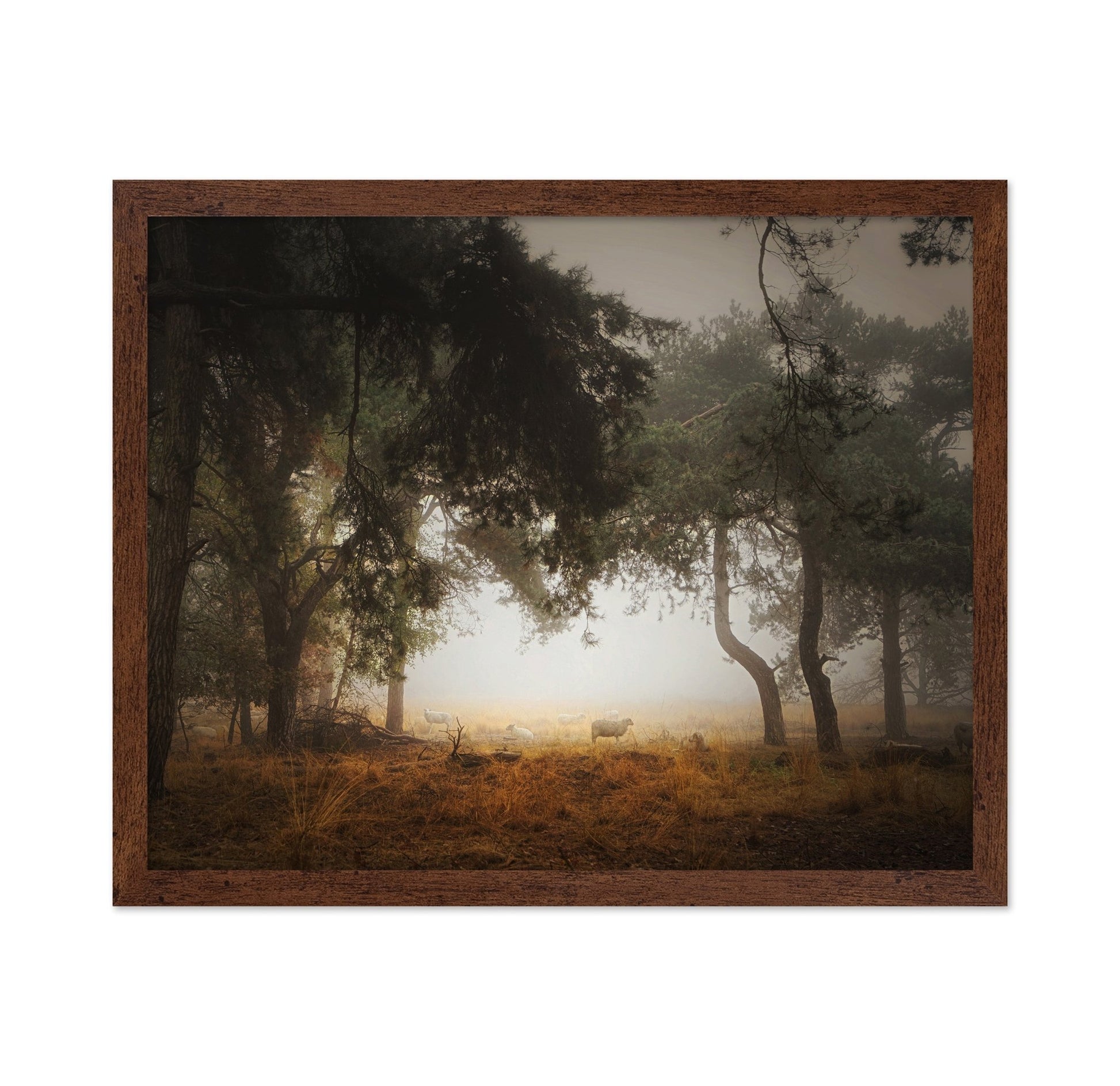 Misty Forest Sheep