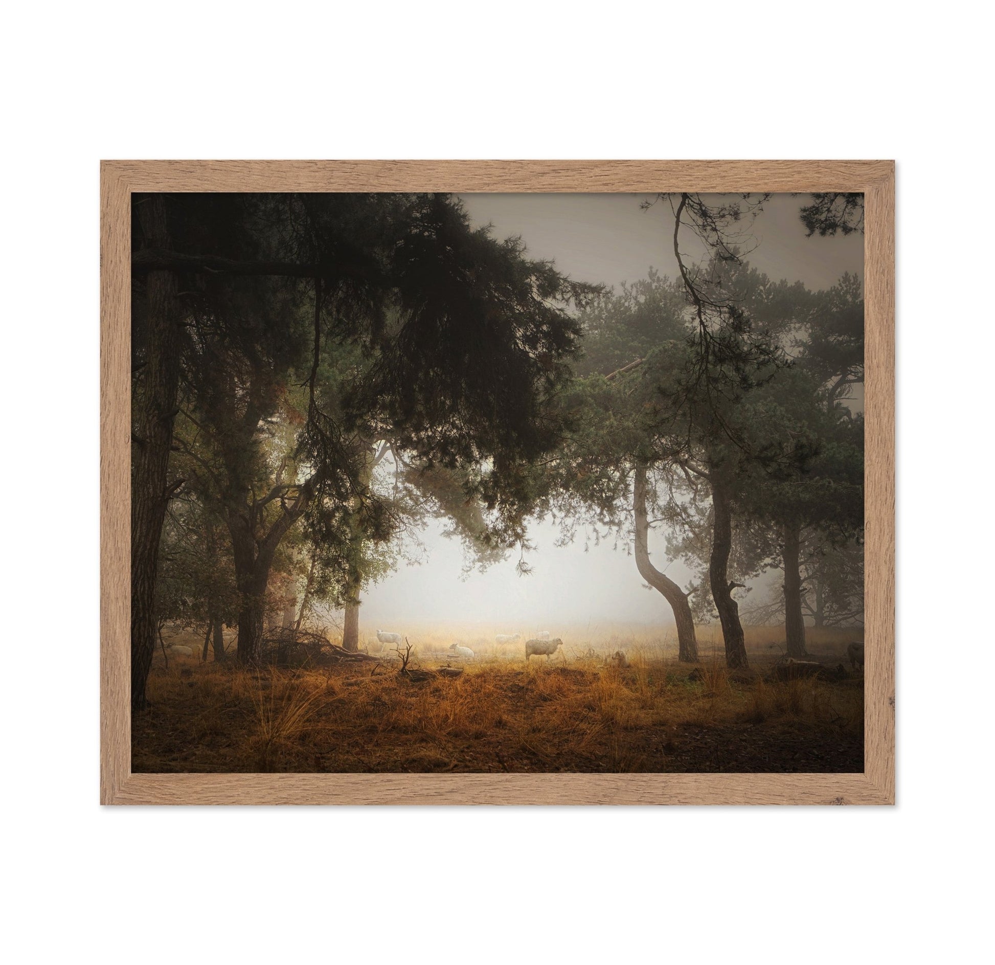 Misty Forest Sheep