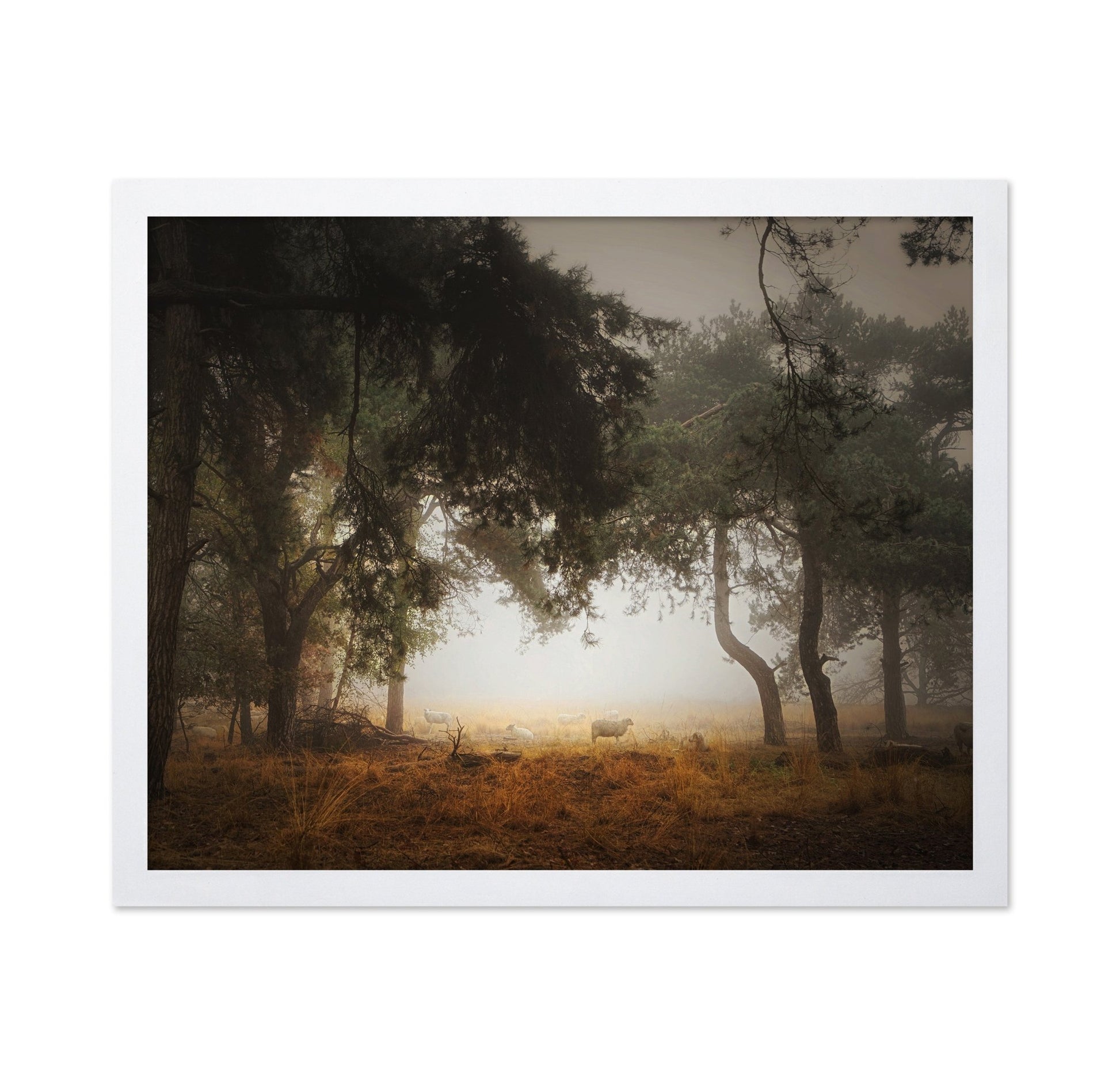 Misty Forest Sheep