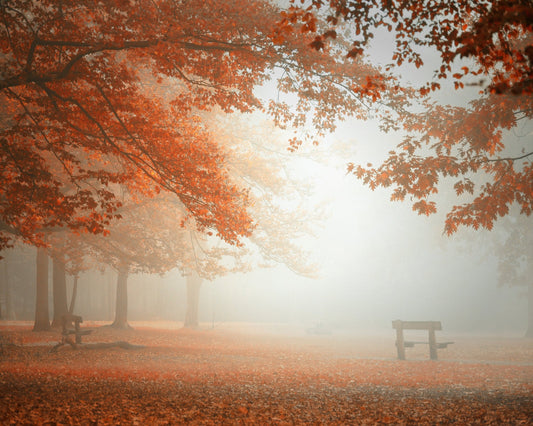 Autumn Mist Park