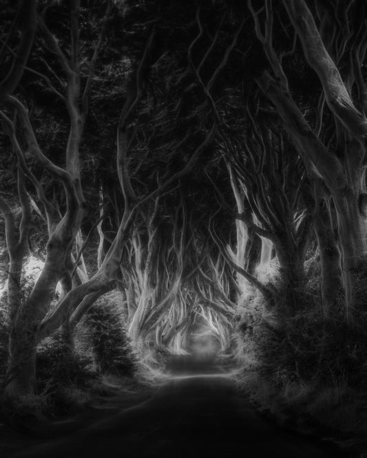 Dark Forest Tunnel