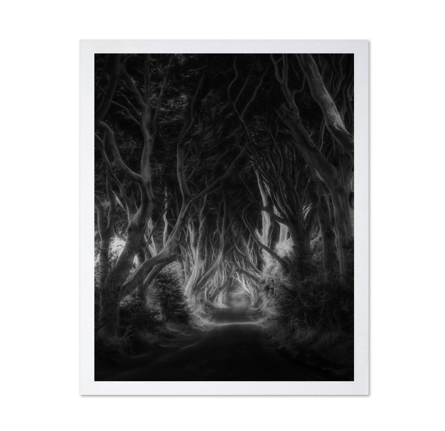 Dark Forest Tunnel