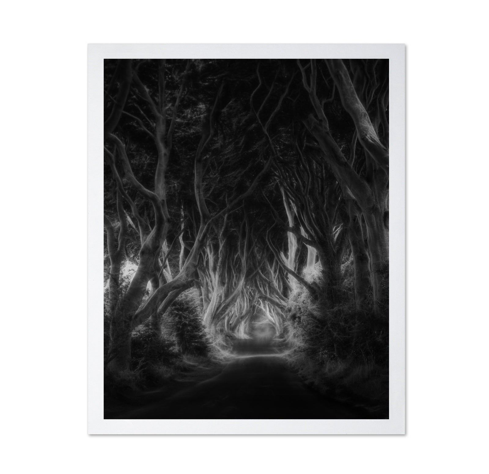 Dark Forest Tunnel