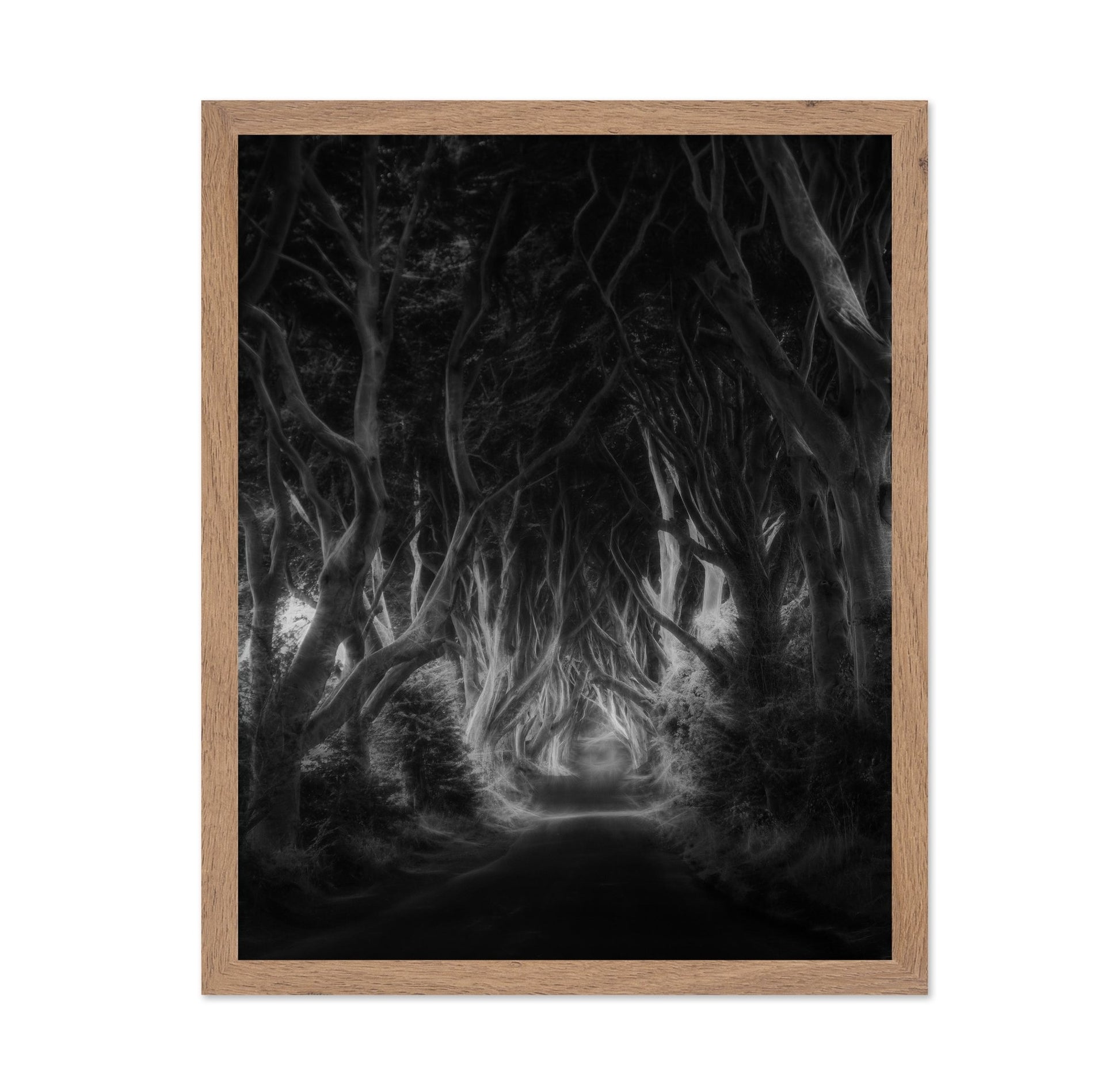 Dark Forest Tunnel