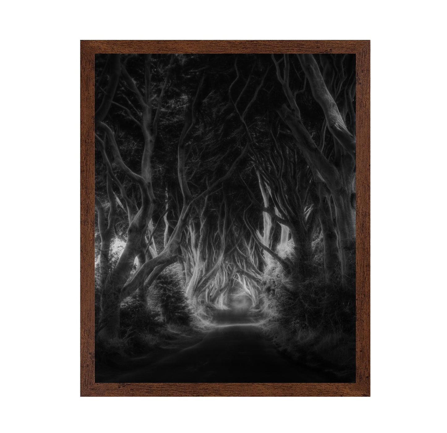 Dark Forest Tunnel