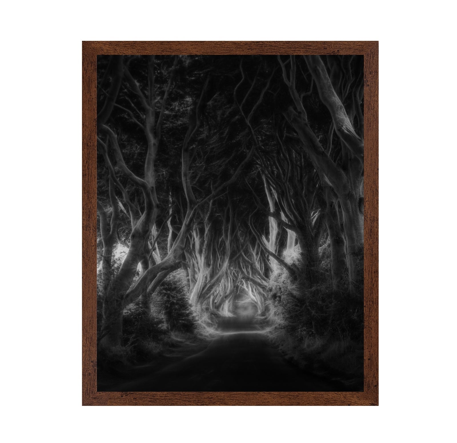 Dark Forest Tunnel
