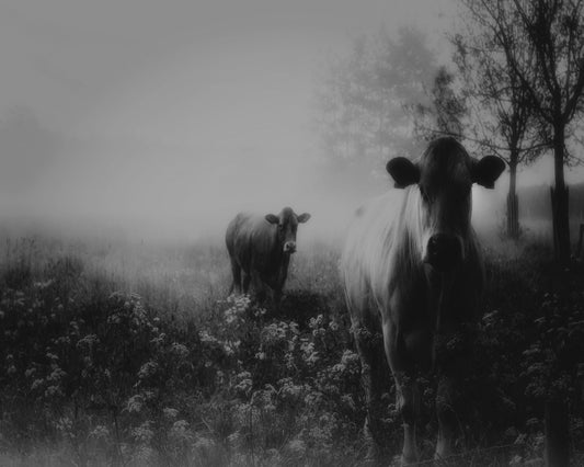 Foggy Field Cows