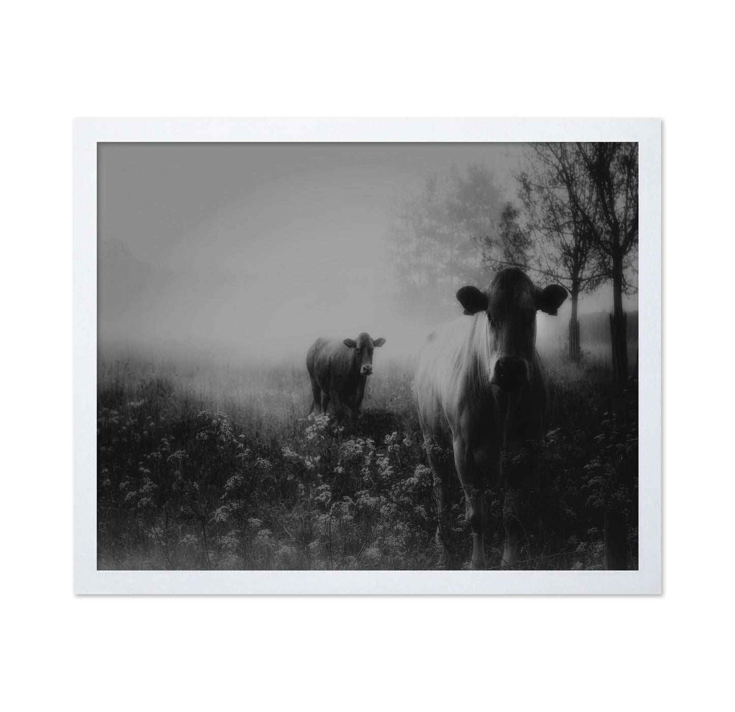 Foggy Field Cows