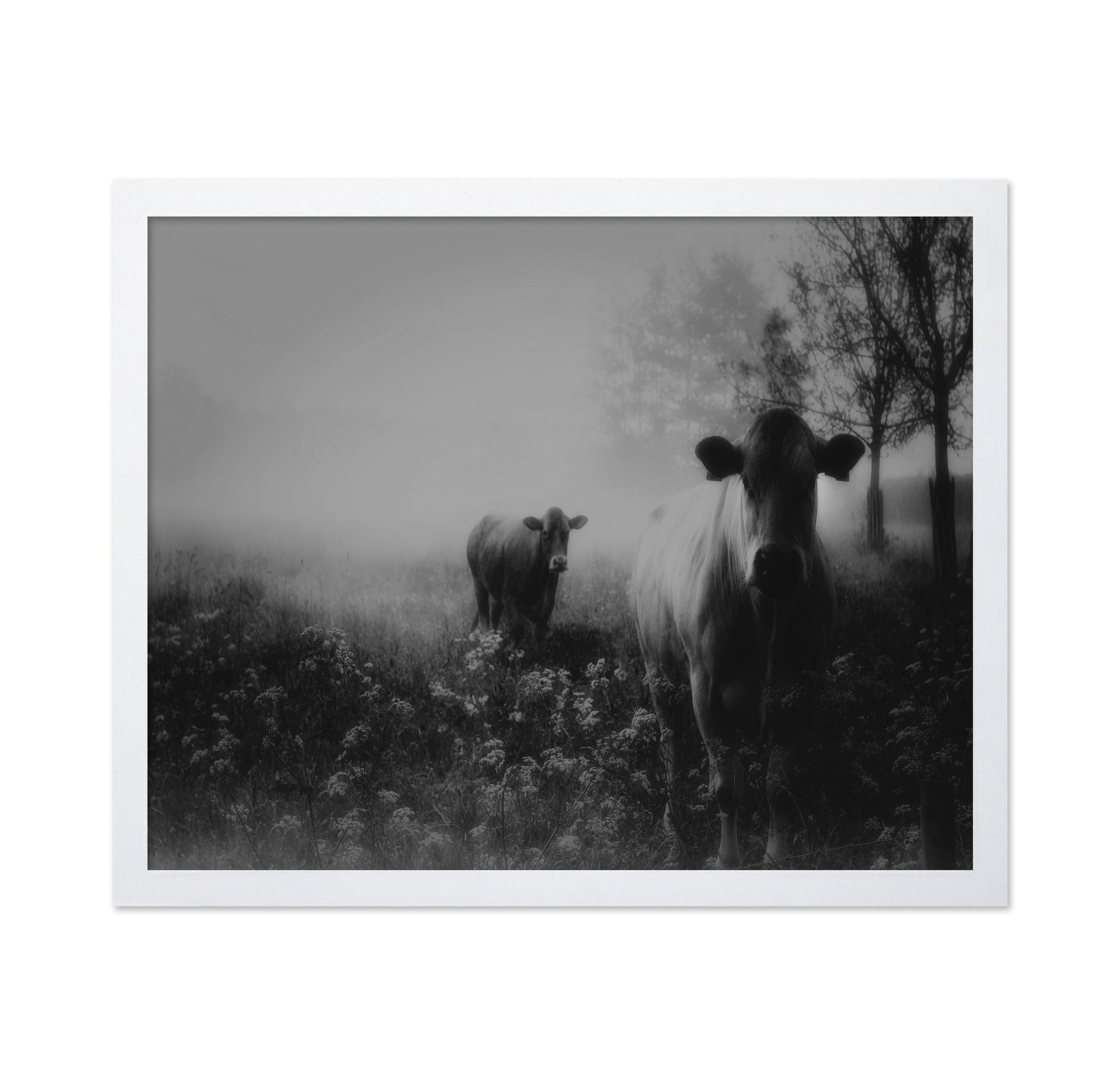 Foggy Field Cows