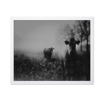 Foggy Field Cows