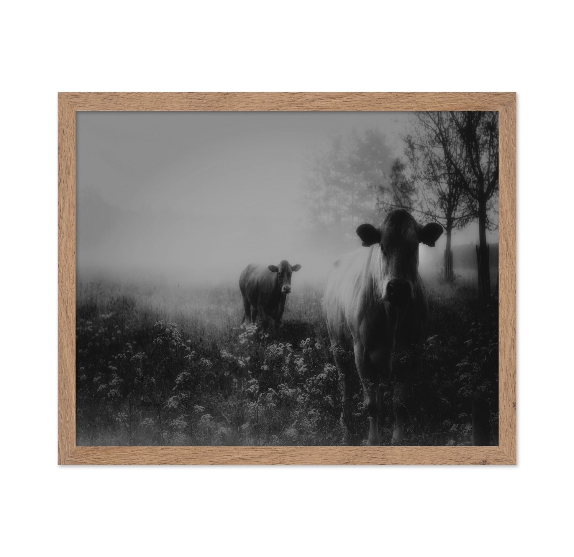 Foggy Field Cows