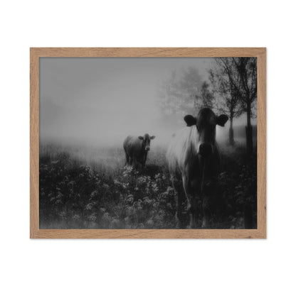 Foggy Field Cows