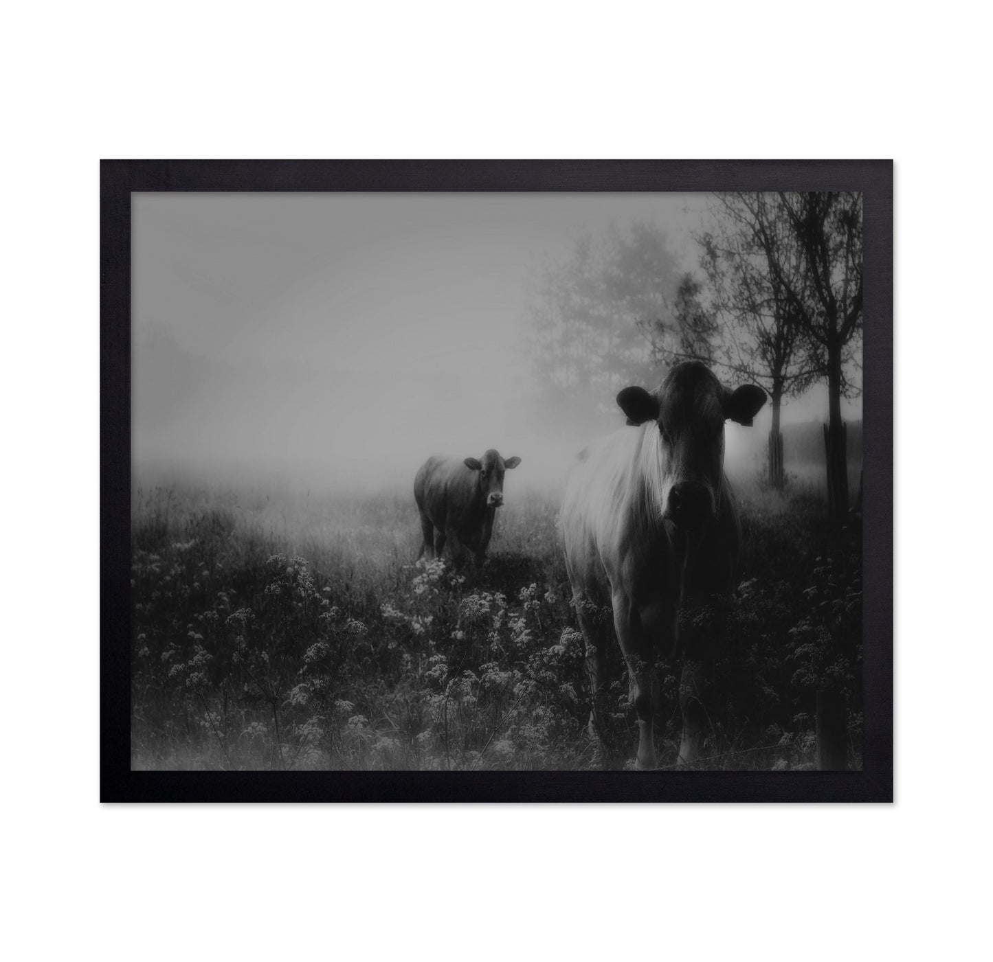Foggy Field Cows