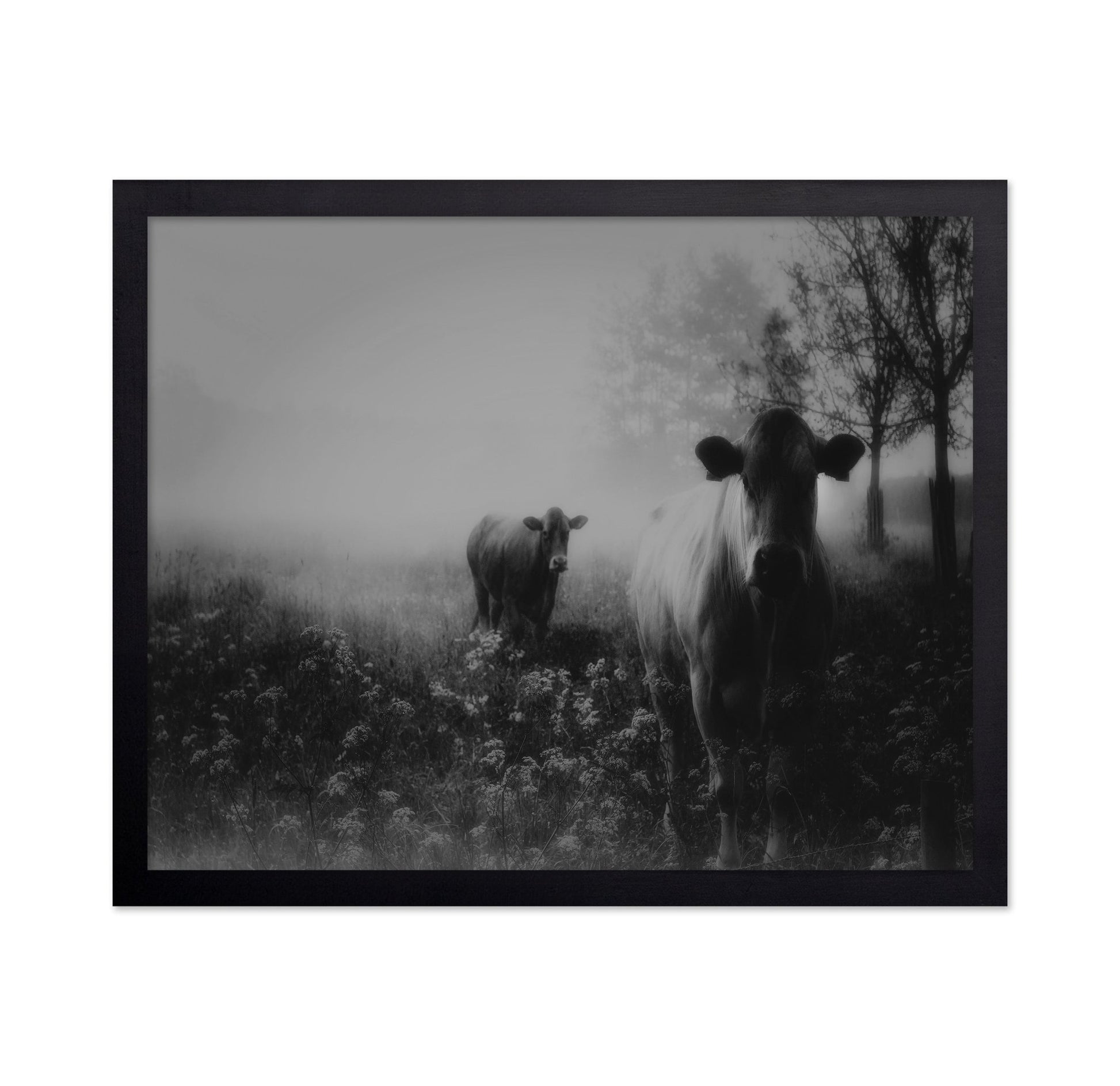 Foggy Field Cows