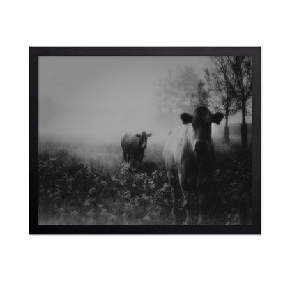 Foggy Field Cows