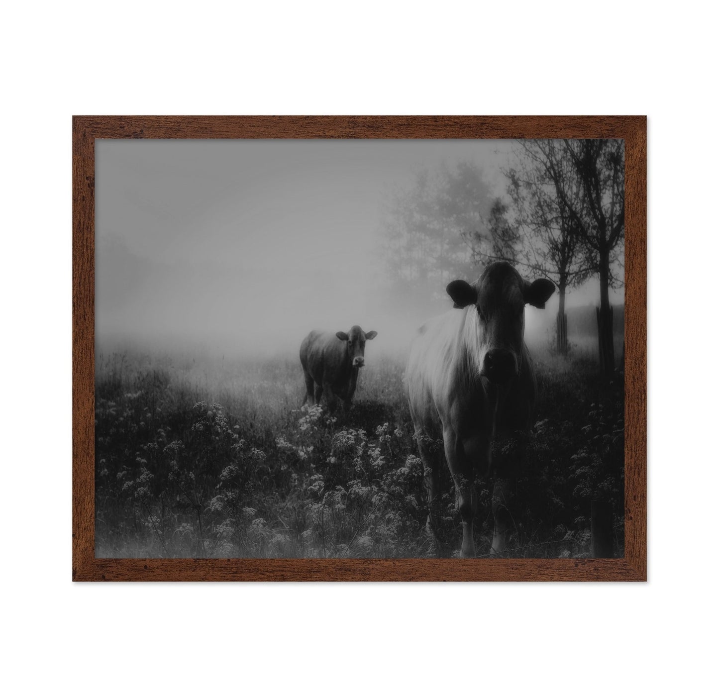 Foggy Field Cows