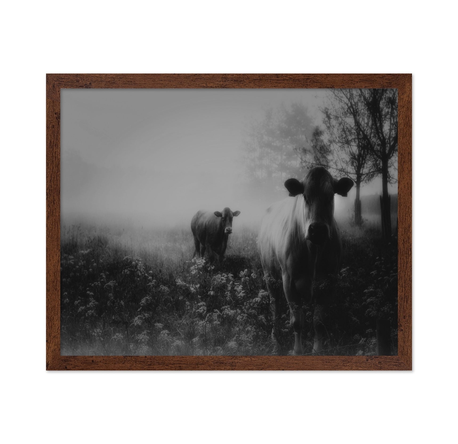 Foggy Field Cows