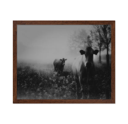 Foggy Field Cows