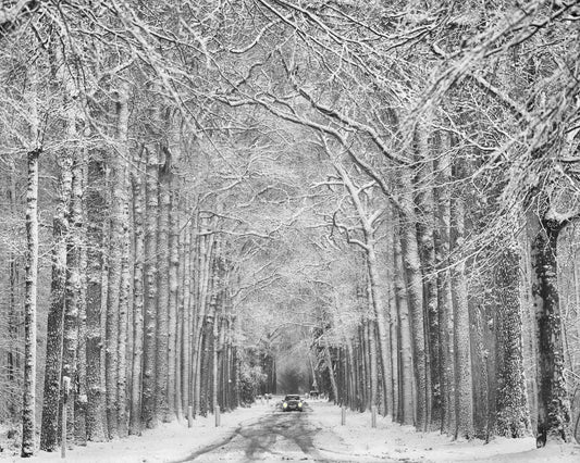 Snowy Forest Road
