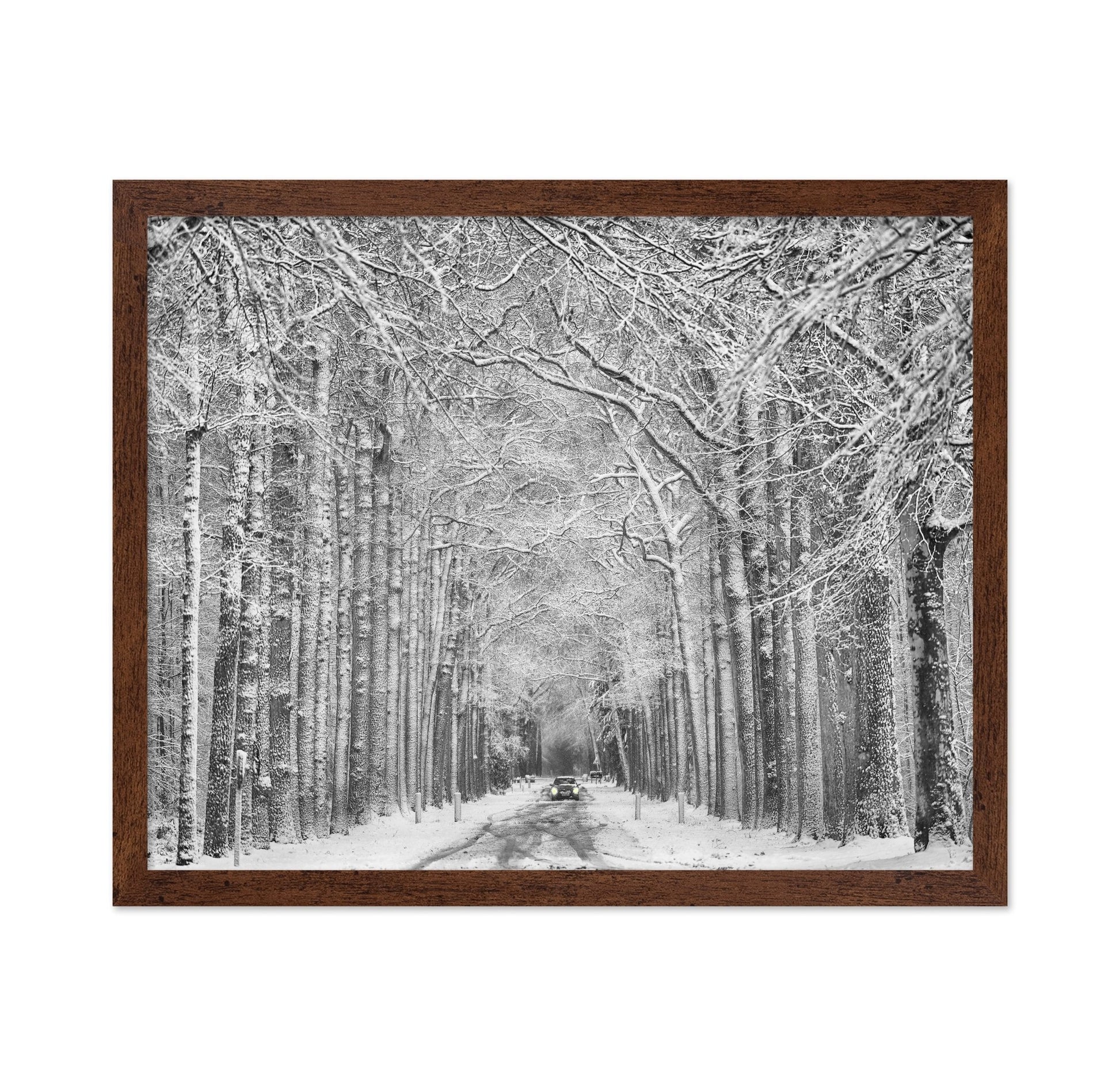 Snowy Forest Road