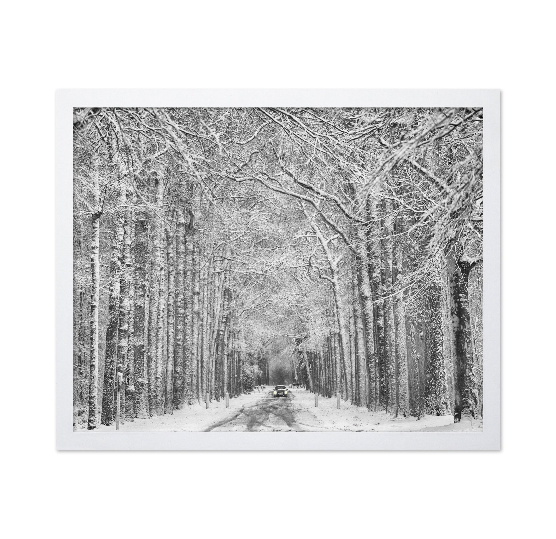 Snowy Forest Road