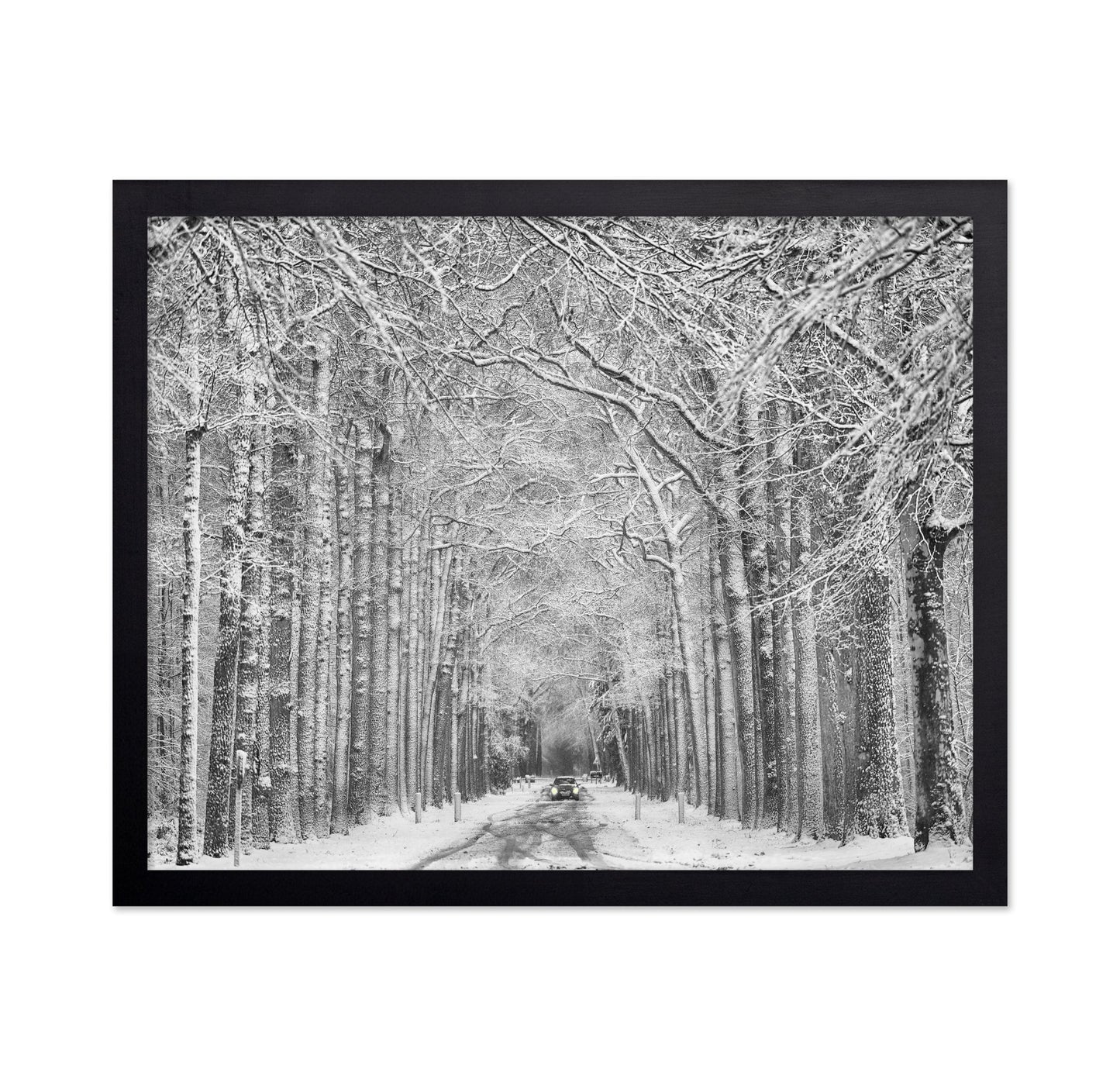 Snowy Forest Road
