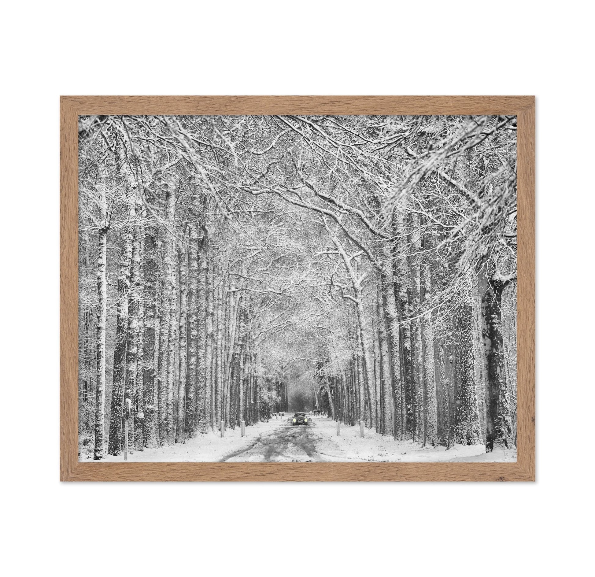 Snowy Forest Road