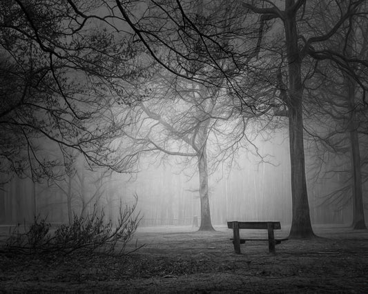 Foggy Forest Bench
