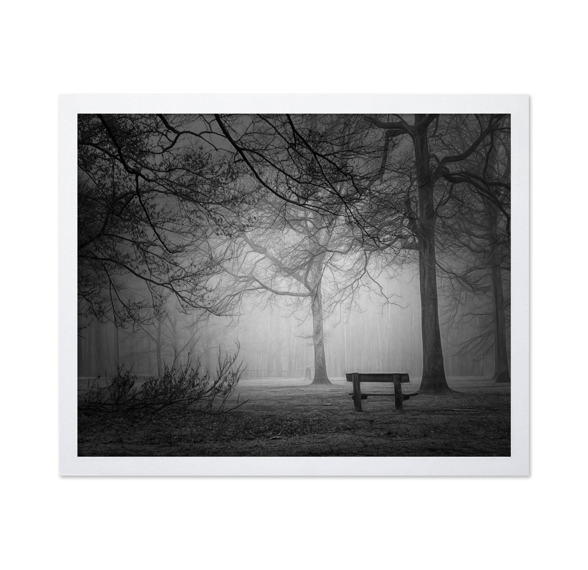 Foggy Forest Bench