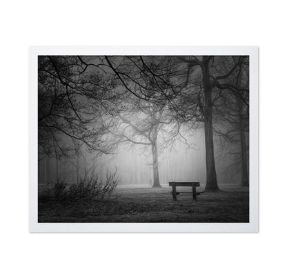 Foggy Forest Bench