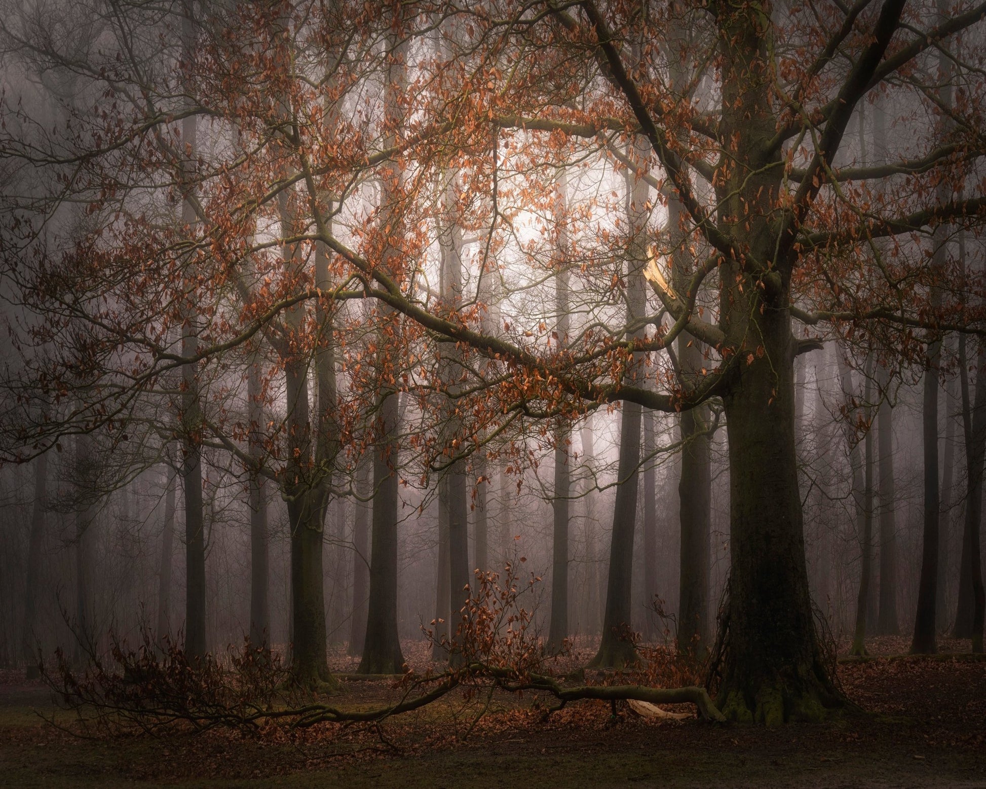 Autumn Forest Mist No1