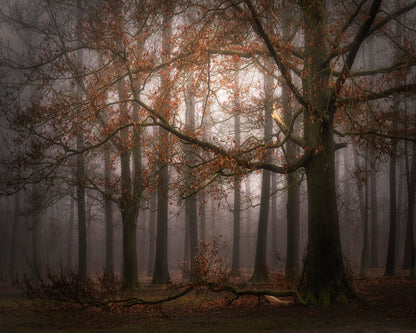 Autumn Forest Mist No1