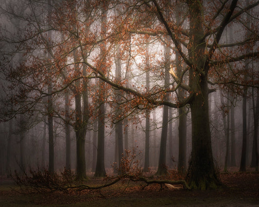 Autumn Forest Mist No1