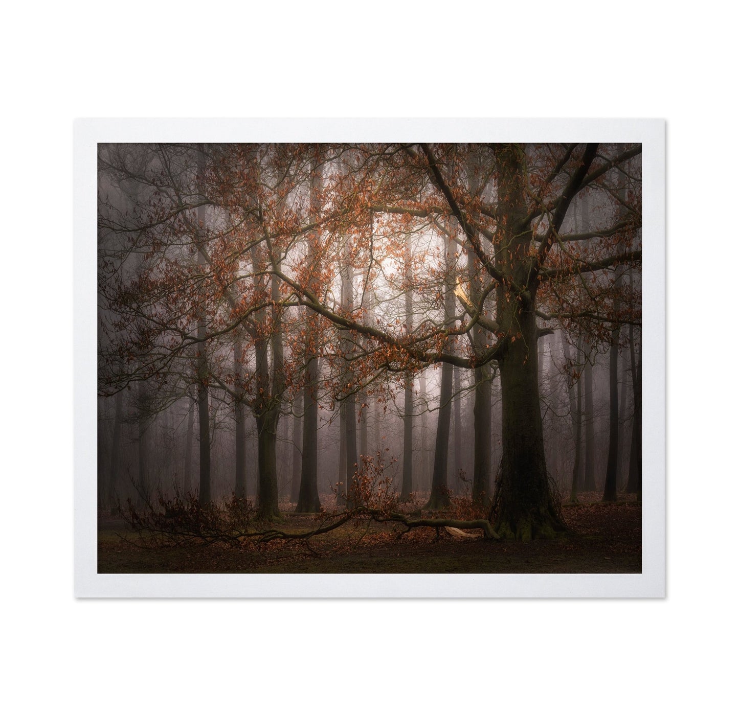 Autumn Forest Mist No1