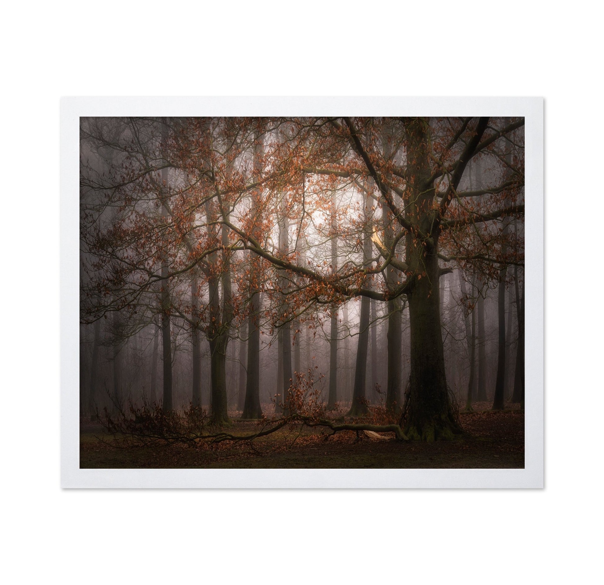 Autumn Forest Mist No1