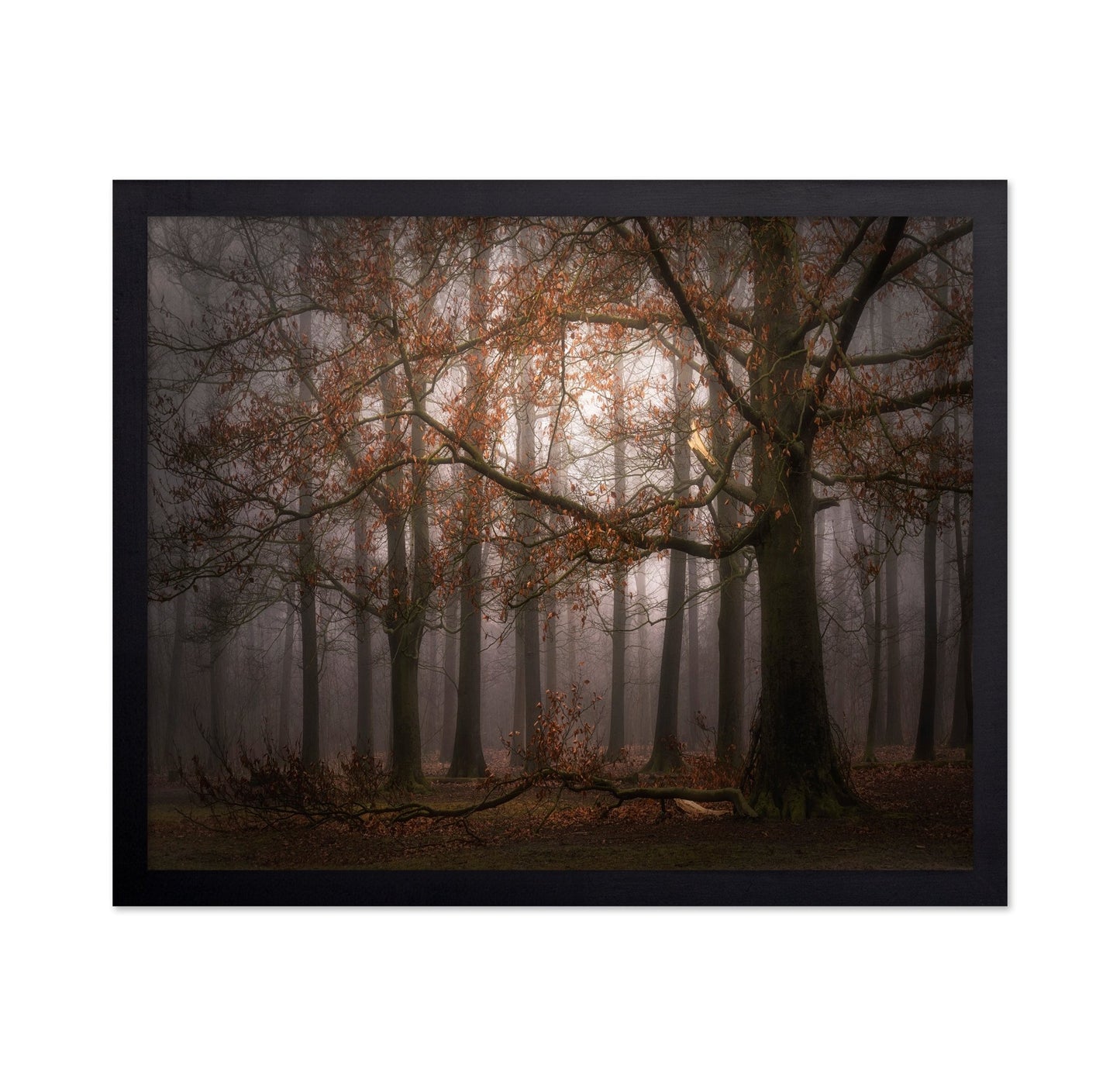 Autumn Forest Mist No1