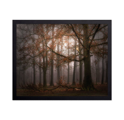 Autumn Forest Mist No1