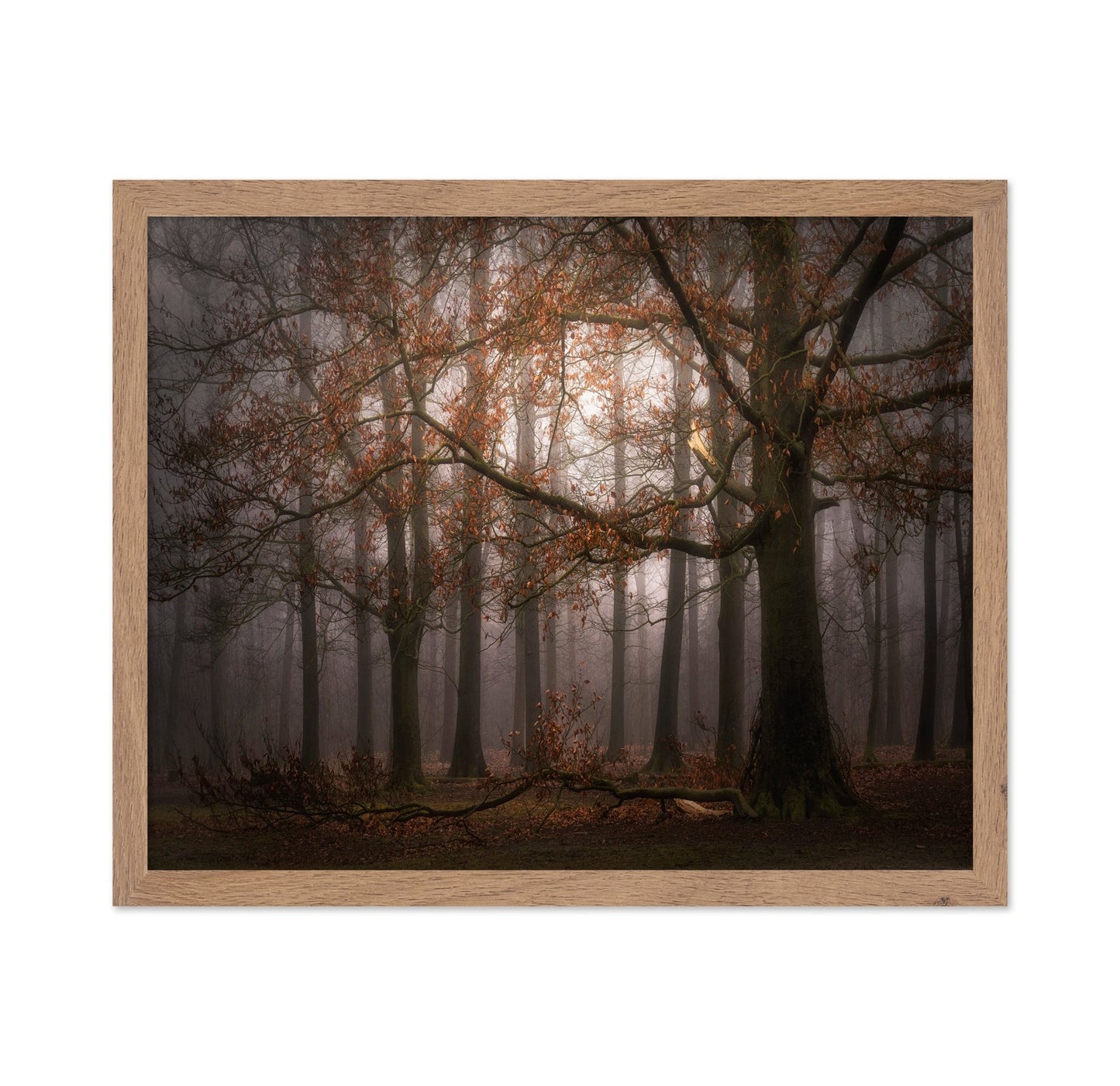 Autumn Forest Mist No1
