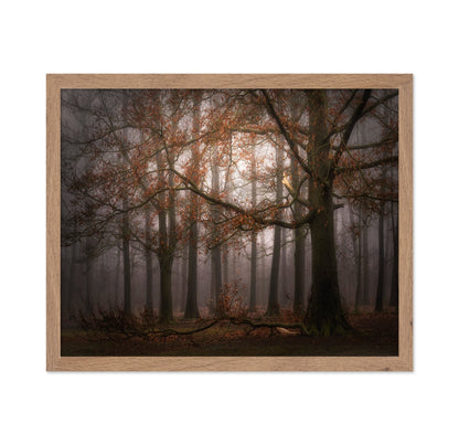 Autumn Forest Mist No1